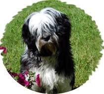 tibet_terrier_in_not