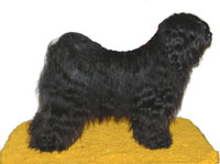 tibet_terrier_padma