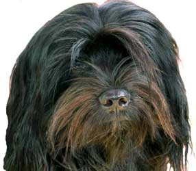 tibet_terrier_shikar